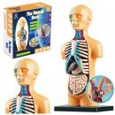 Model anatomiczny ciało ludzkie narządy