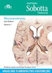 Anatomia Sobotta Flashcards Neuroanatomia Angielskie mianownictwo anatomiczne